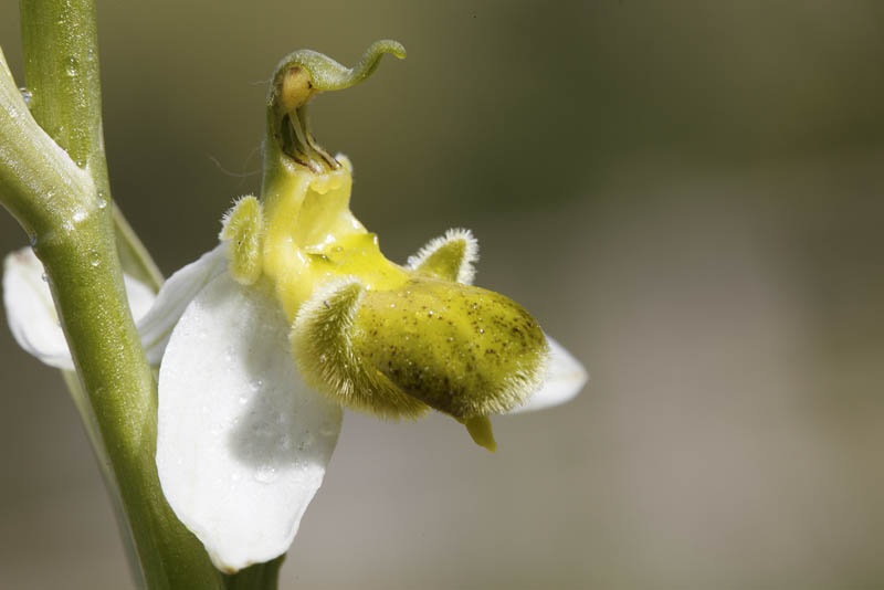 ophrys apiferaquale sottospecie ?